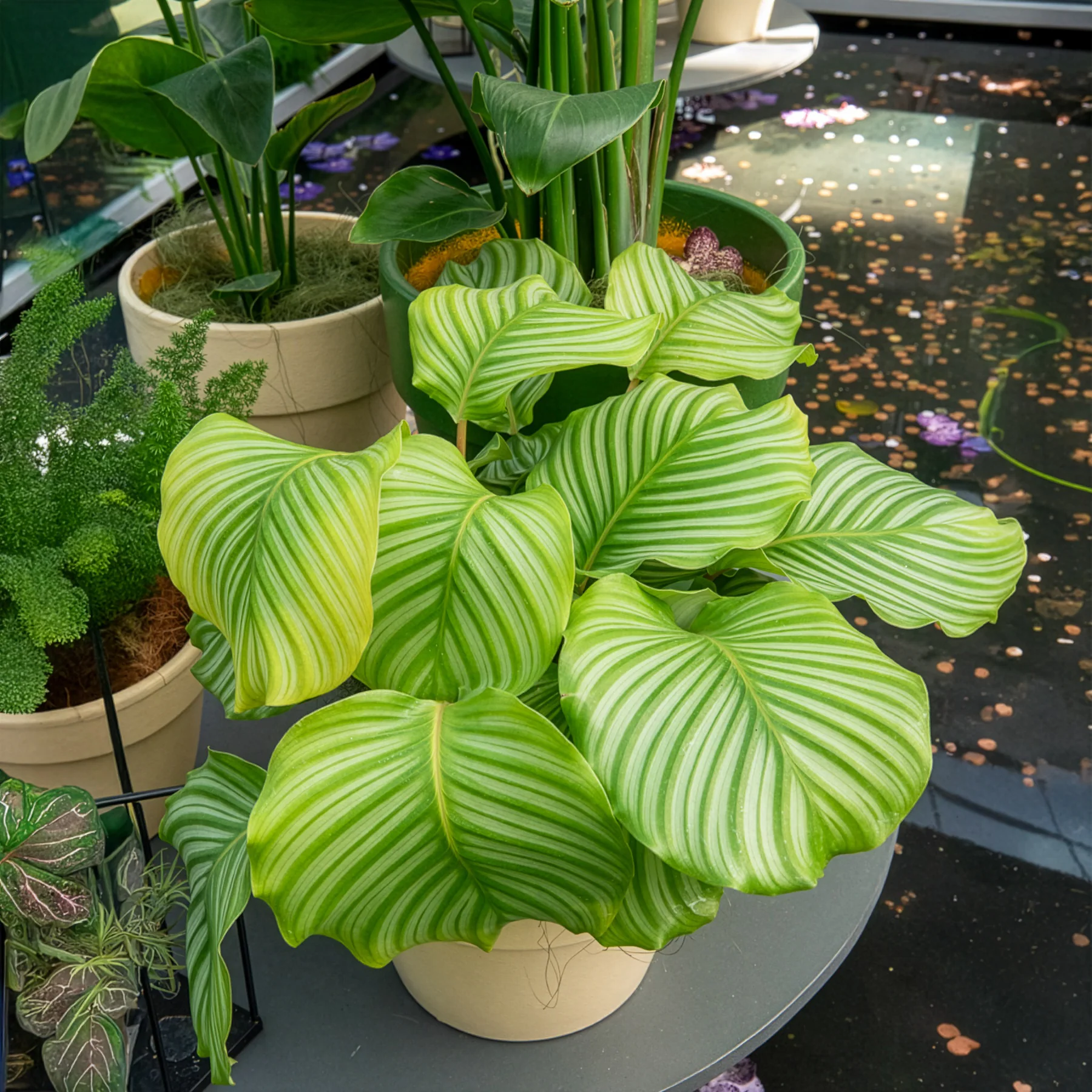 Bidplant Calathea orbifolia - Image 5