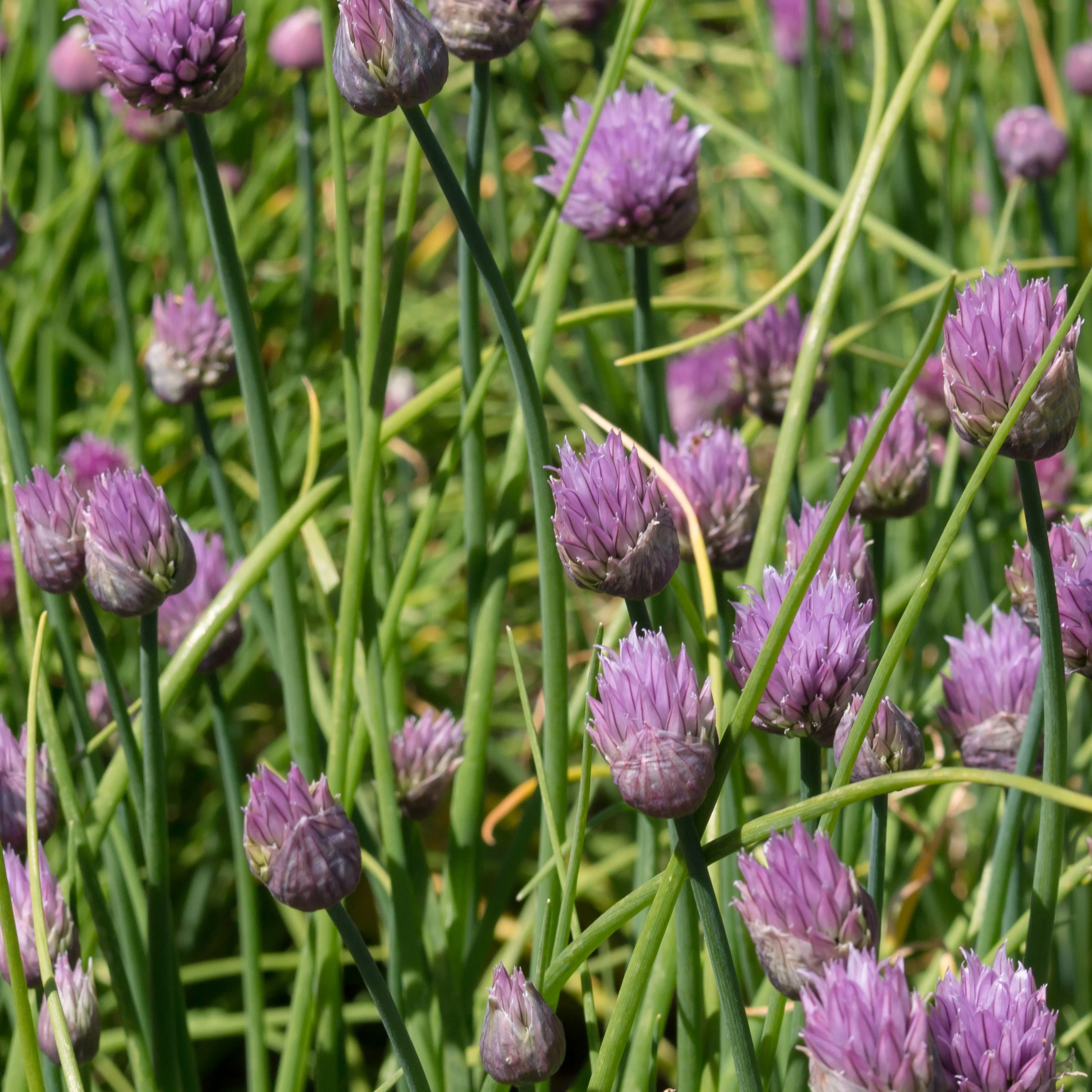 Bieslook - Image 3
