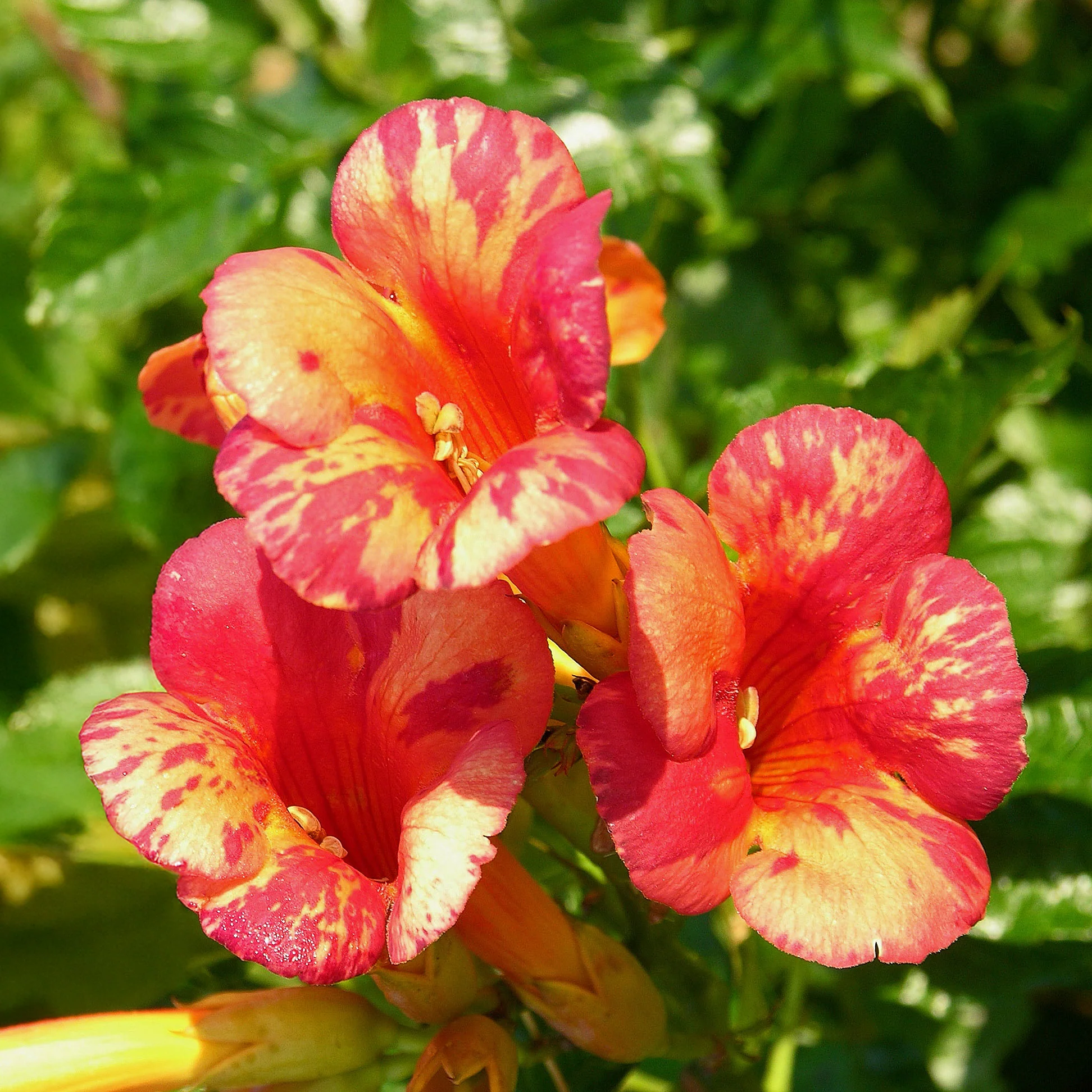 Bignonia Orangeade®