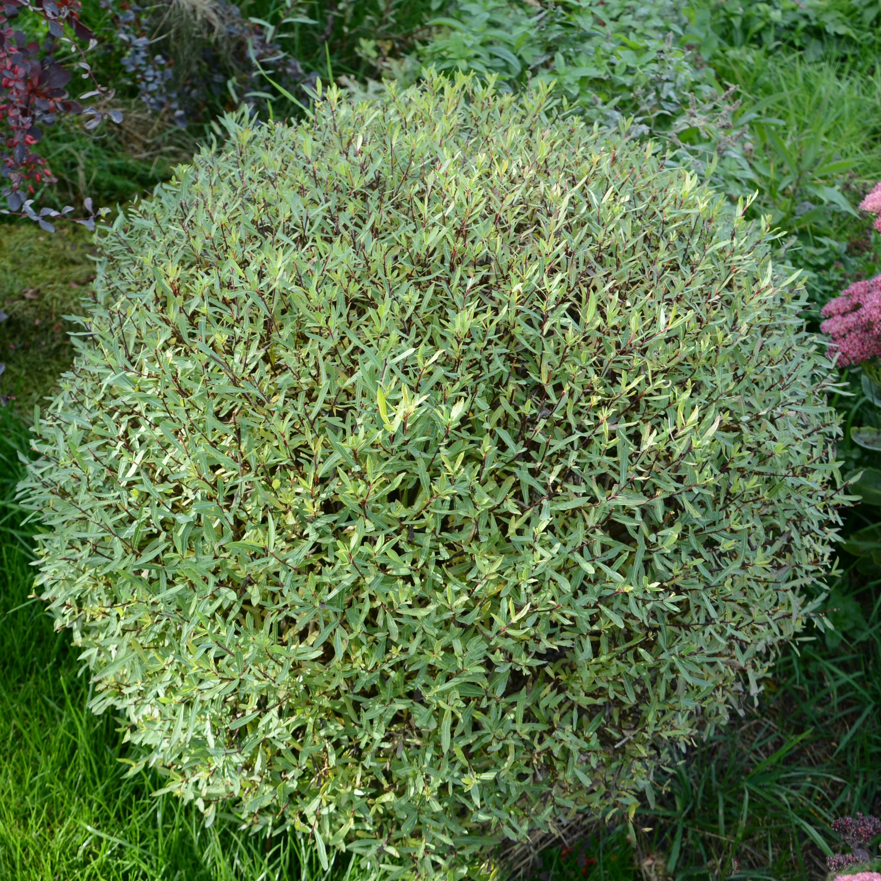 Miniatuur 1