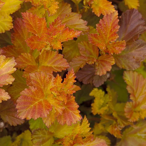 Blaasspirea 'Amber Jubilé® Jefam'