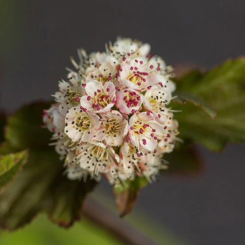 Blaasspirea 'Amber Jubilé® Jefam' - Image 2