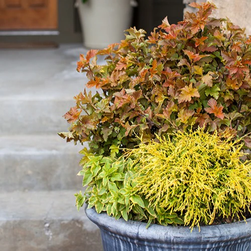 Blaasspirea 'Amber Jubilé® Jefam' - Image 3