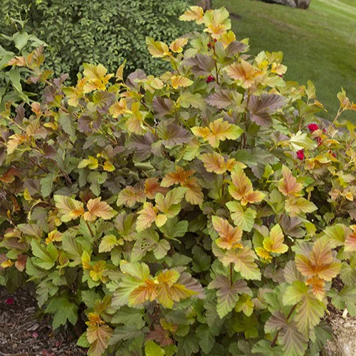 Blaasspirea 'Amber Jubilé® Jefam' - Image 4