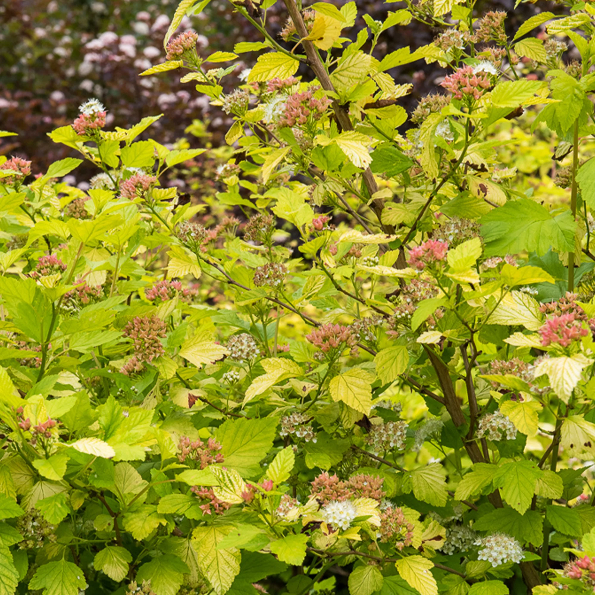 Blaasspirea 'Darts Gold'