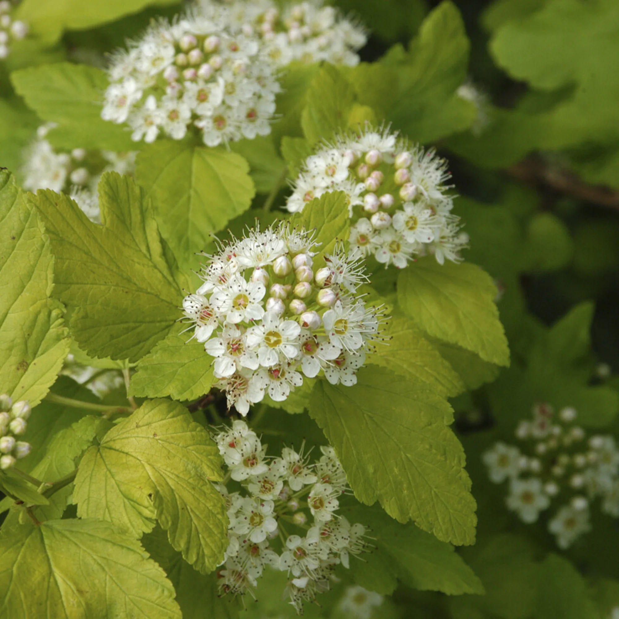Blaasspirea 'Darts Gold' - Image 2