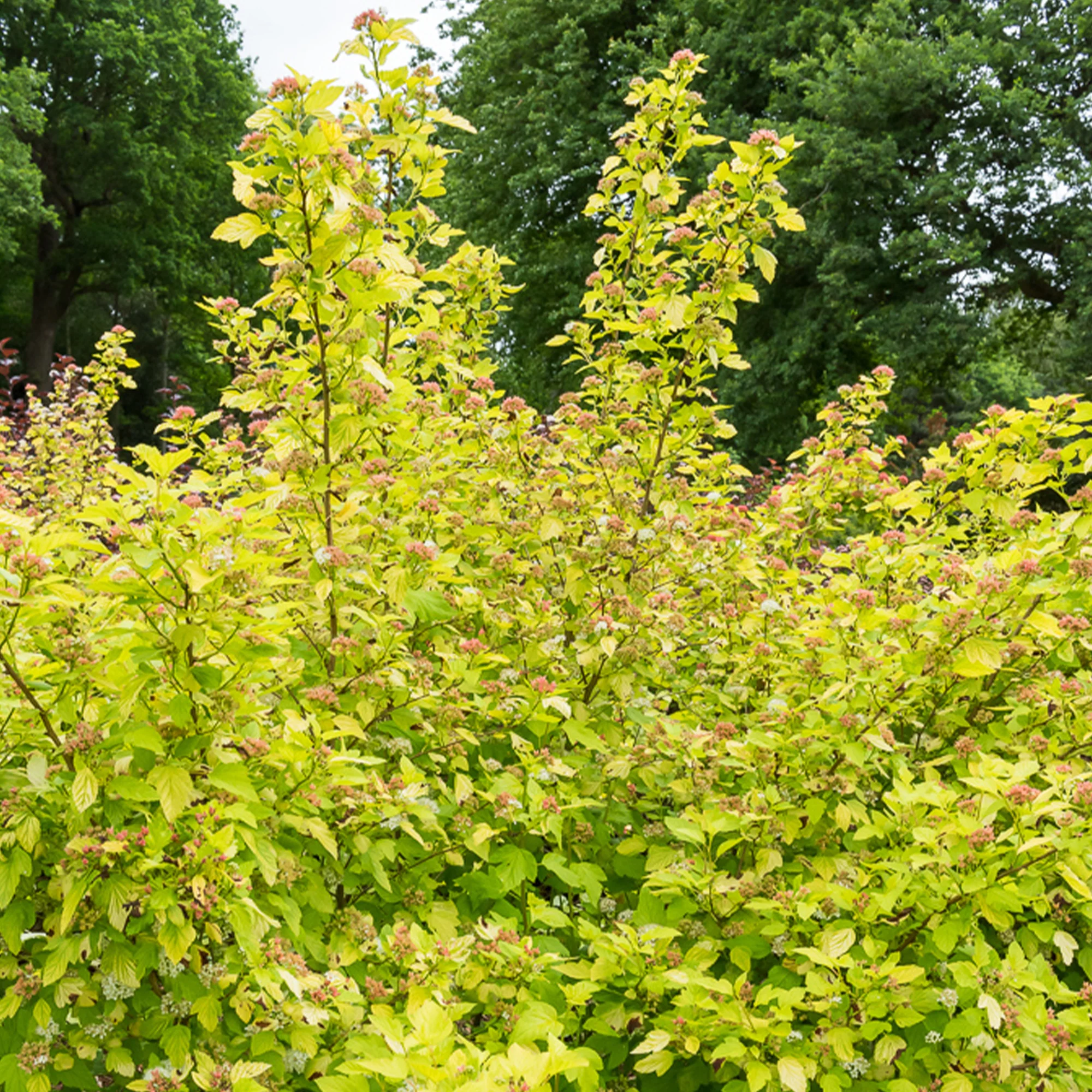 Blaasspirea 'Darts Gold' - Image 3