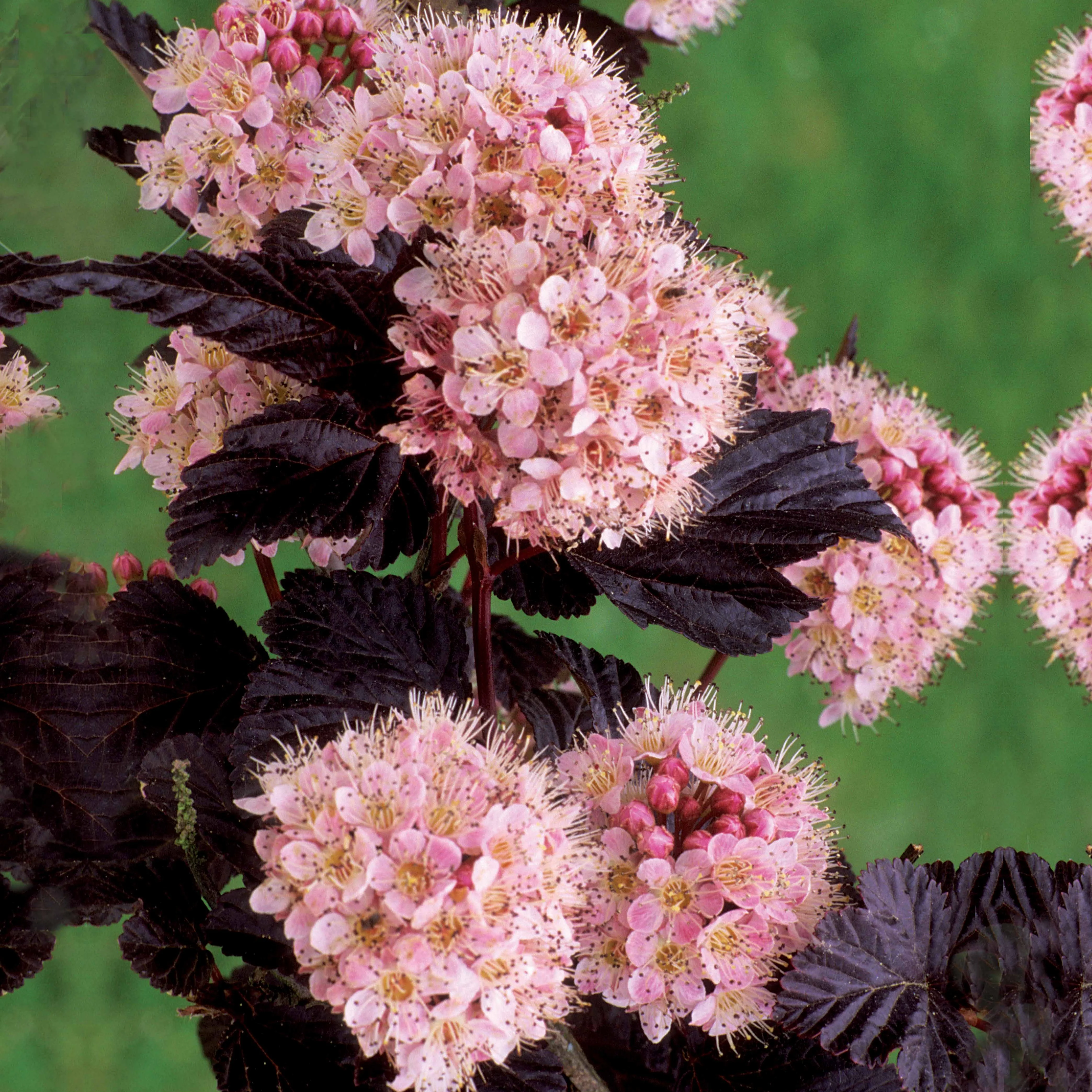 Blaasspirea 'Diabolo'