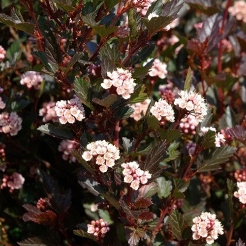 Blaasspirea 'Little Dévil'