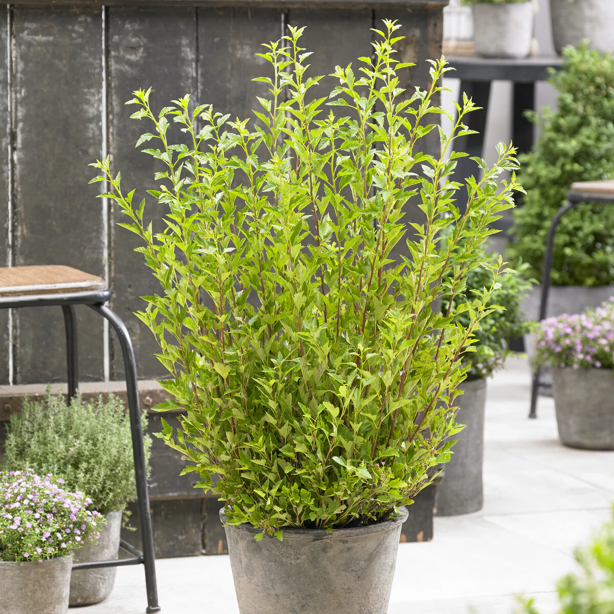 Blaasspirea Little Greeny®