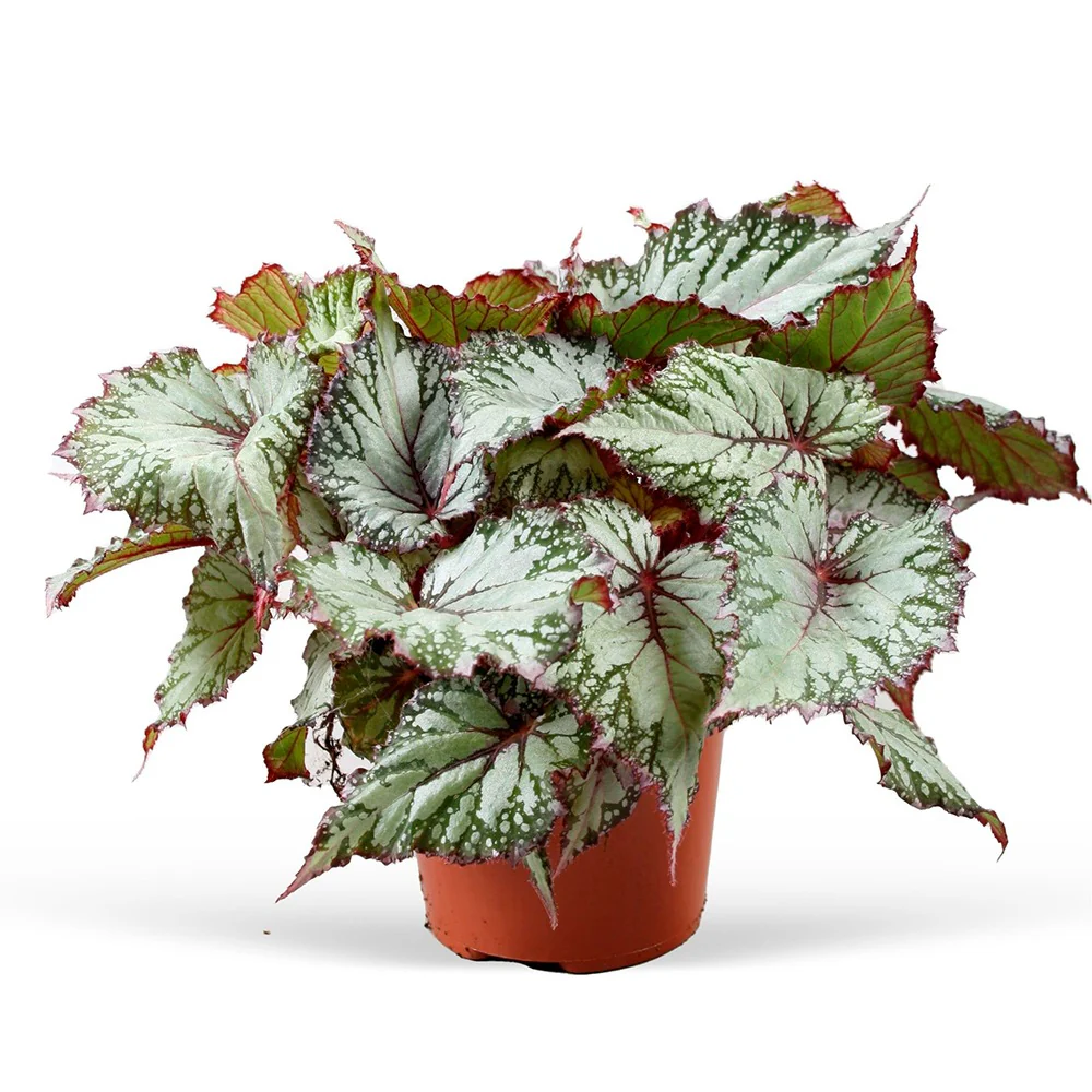 Bladbegonia 'Asian Tundra'