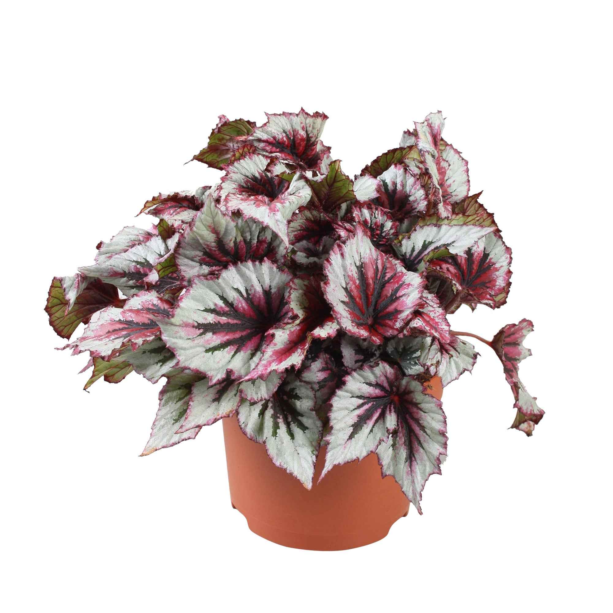 Bladbegonia 'Evening Glow' - Image 3