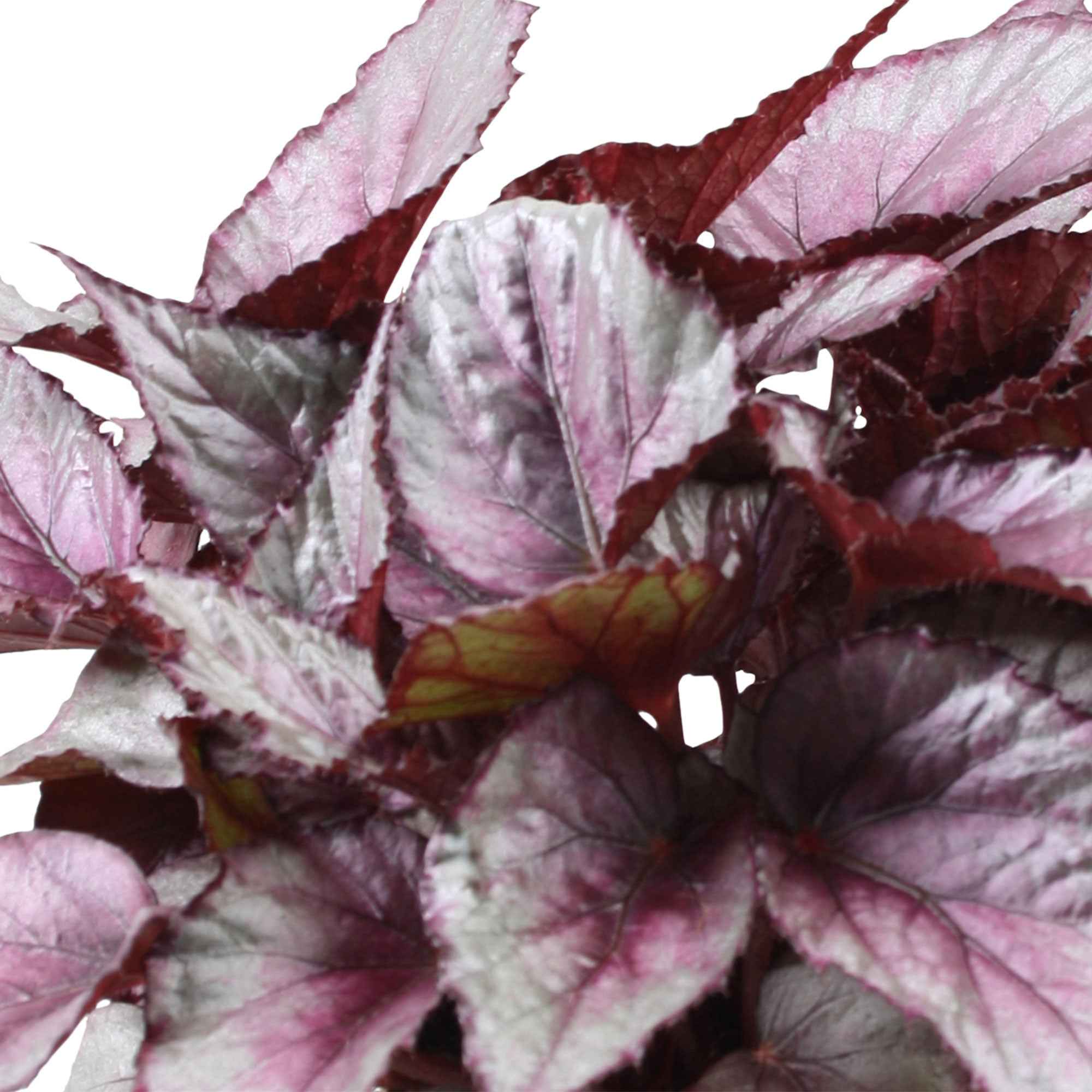 Bladbegonia 'Maori Haze' - Image 2