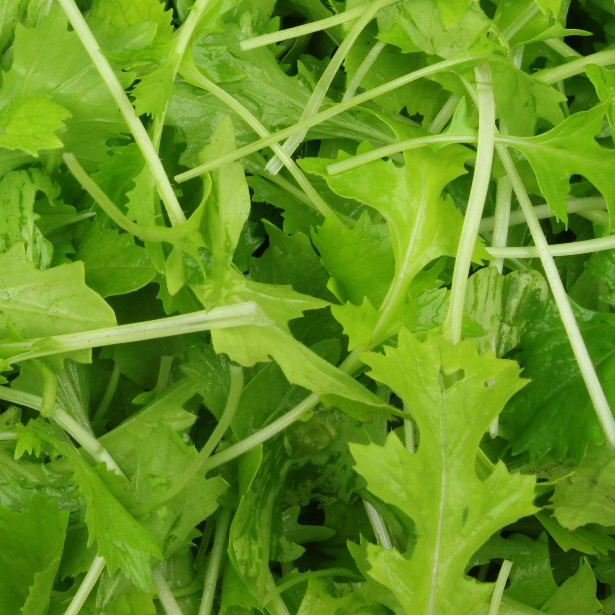 Bladmoes Namenia Bio