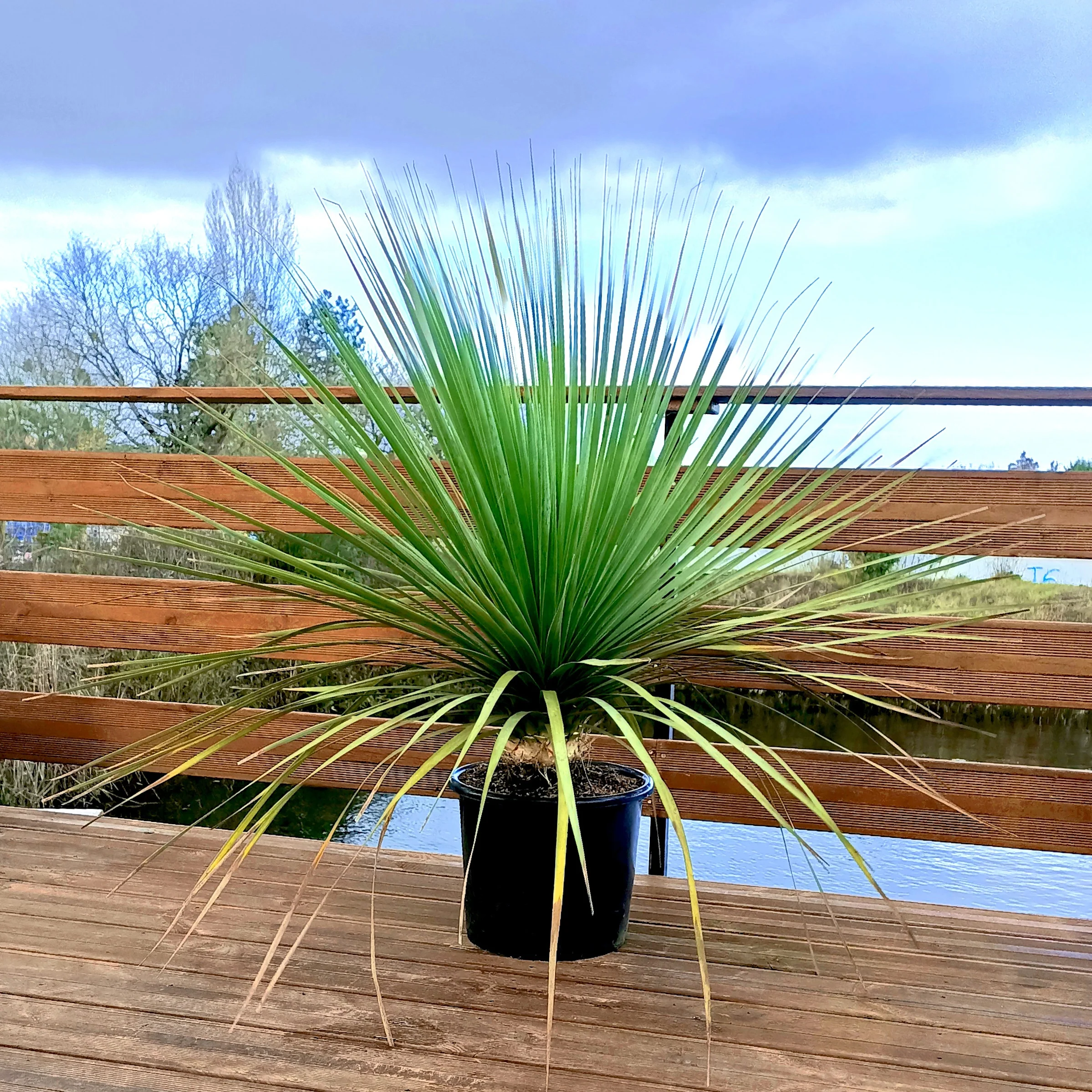 Blauw beregras