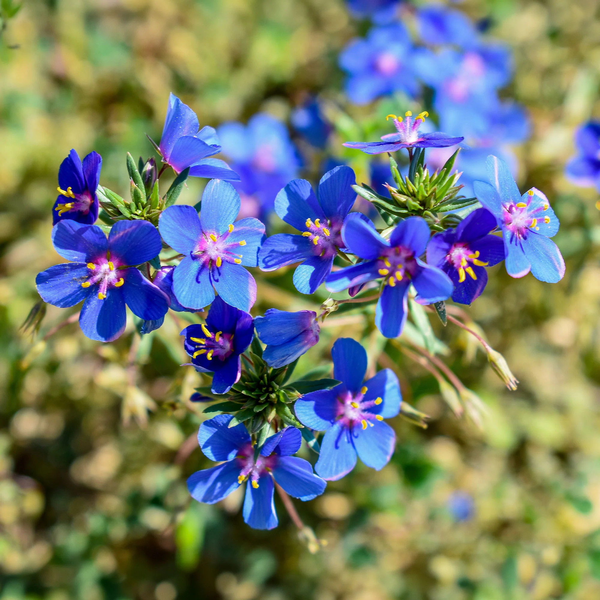 Blauw guichelheil