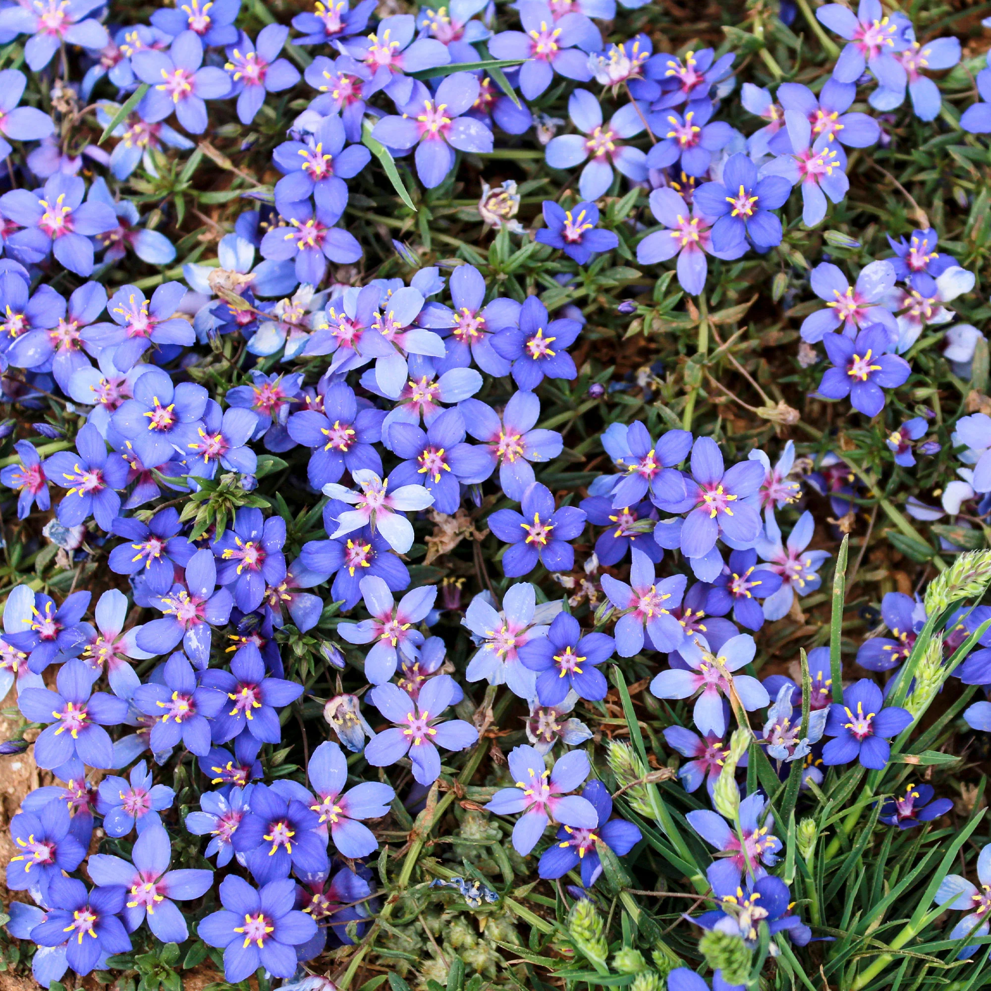Blauw guichelheil - Image 2
