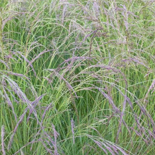 Blauw schapegras améthyste - Image 2