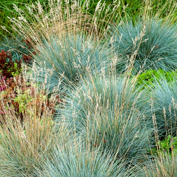 Blauw schapegras Elijah