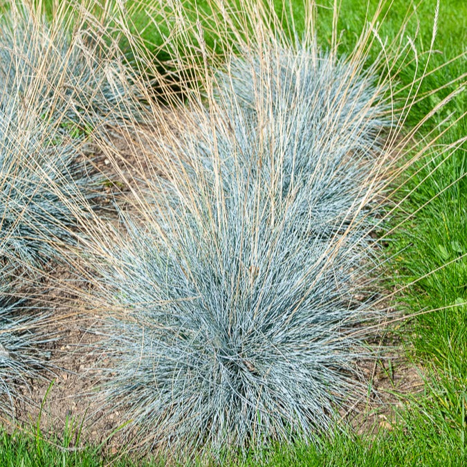 Blauw schapegras Elijah - Image 6