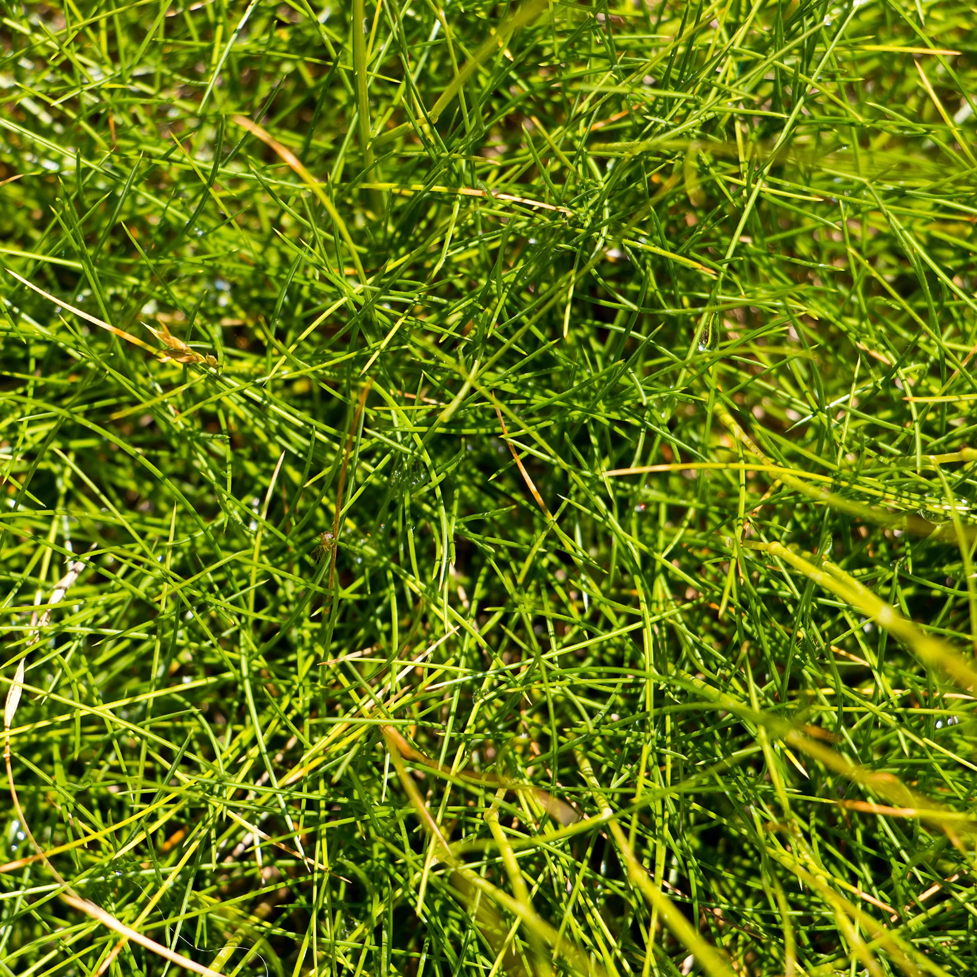 Blauw schapegras Gautier - Image 4