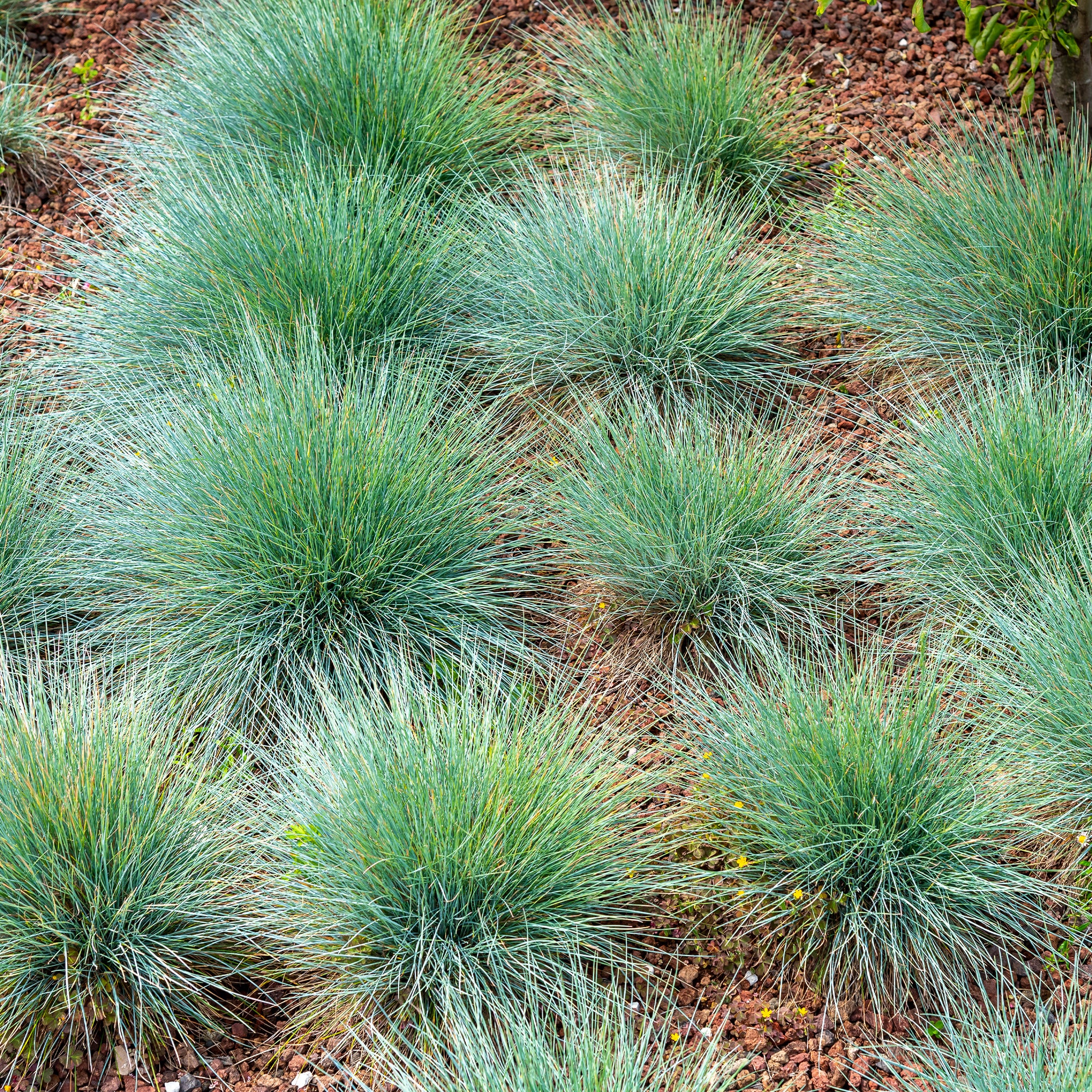 Blauw schapengras