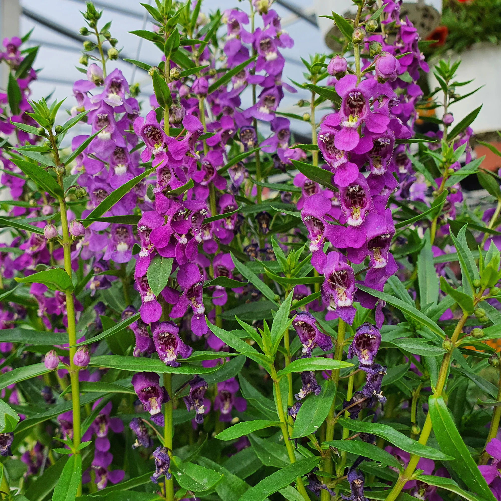 Angelonia