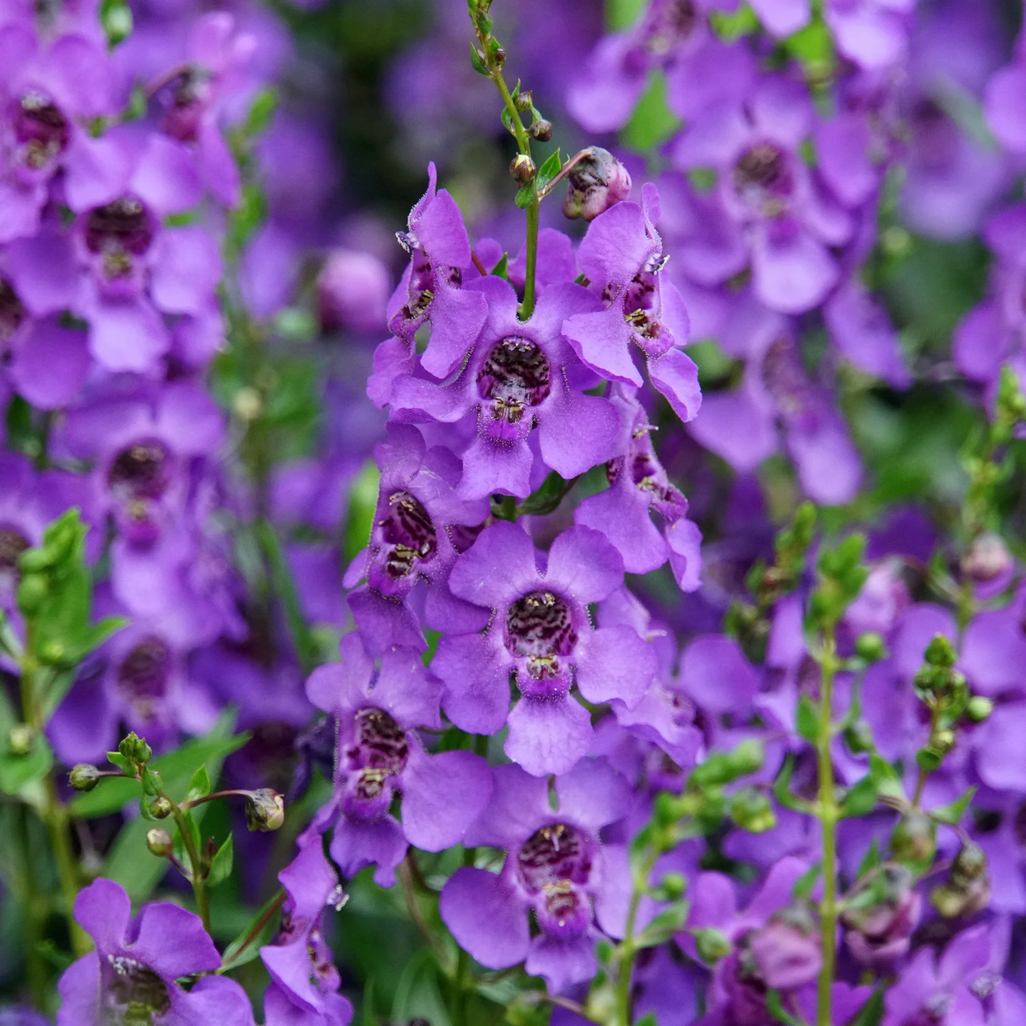 Angelonia - Image 3