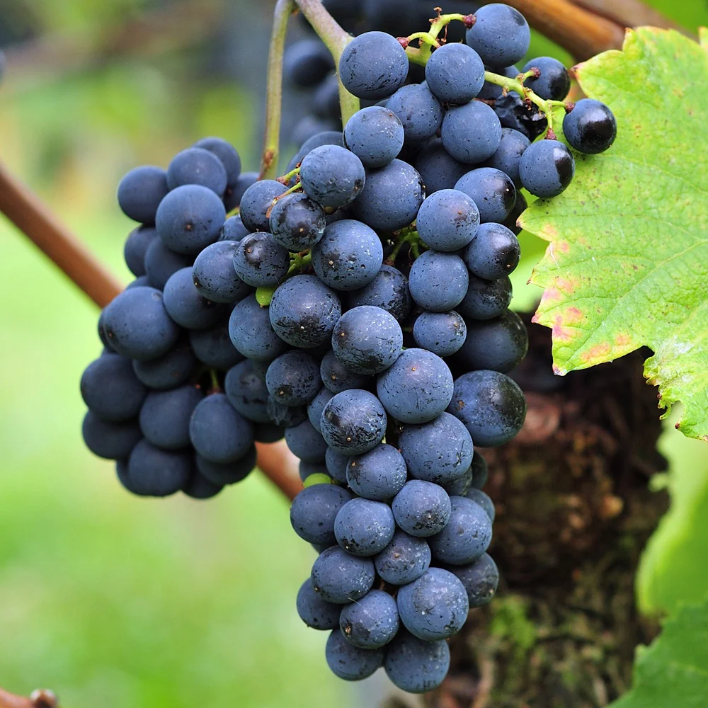 Blauwe druif 'Triomphe d'Alsace'