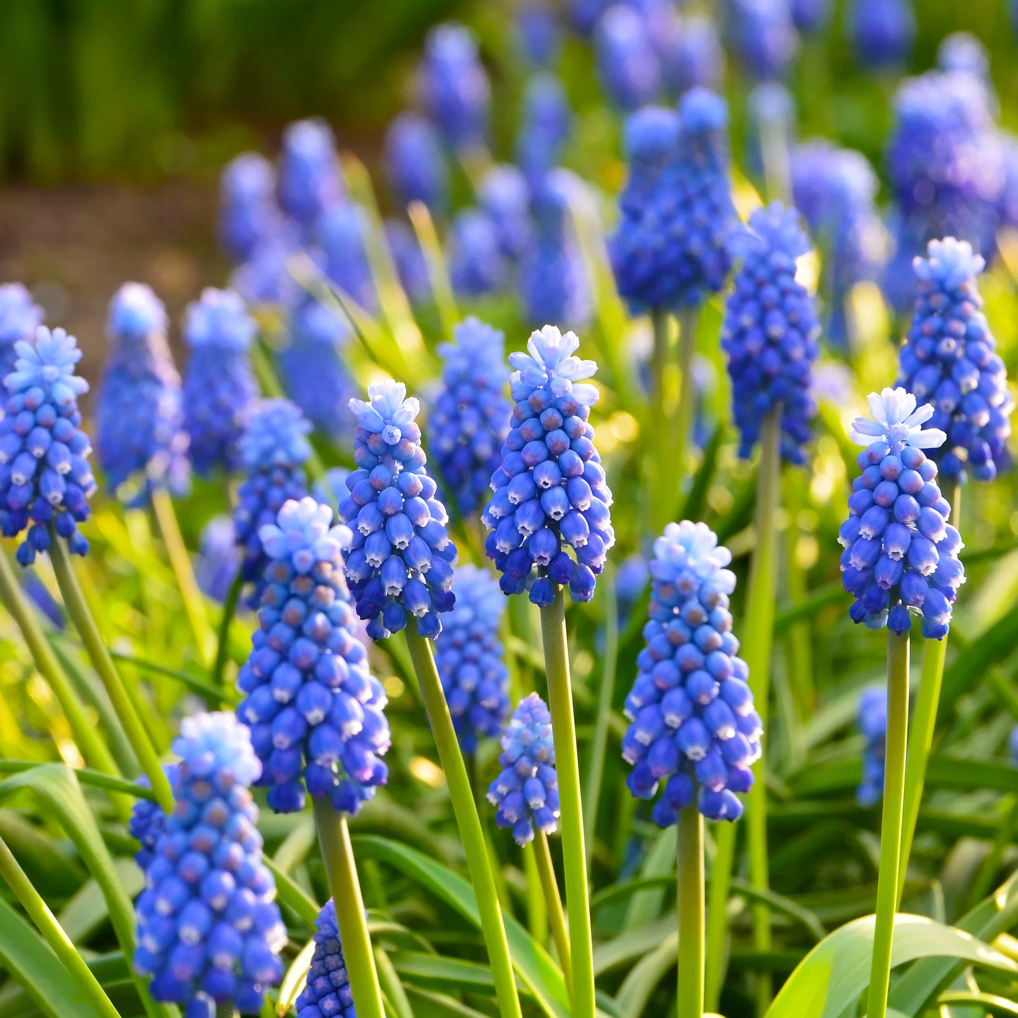 Blauwe druifjes (x10) - Image 3