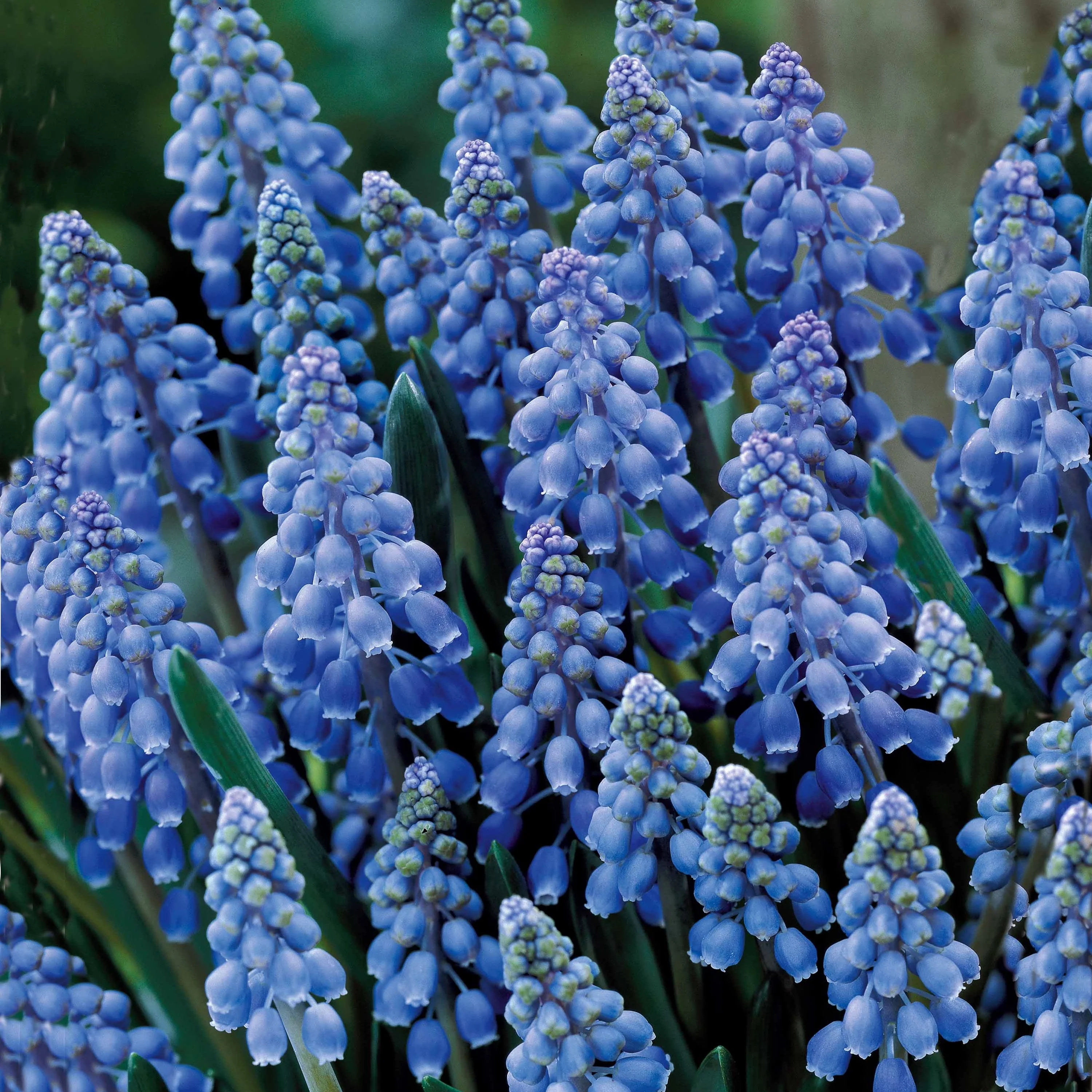 Blauwe druifjes (x10) - Image 5