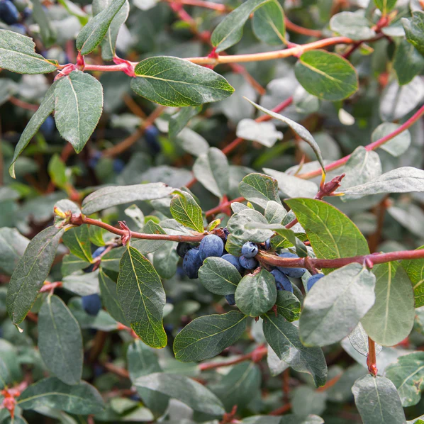 Blauwe honigbes - Image 2