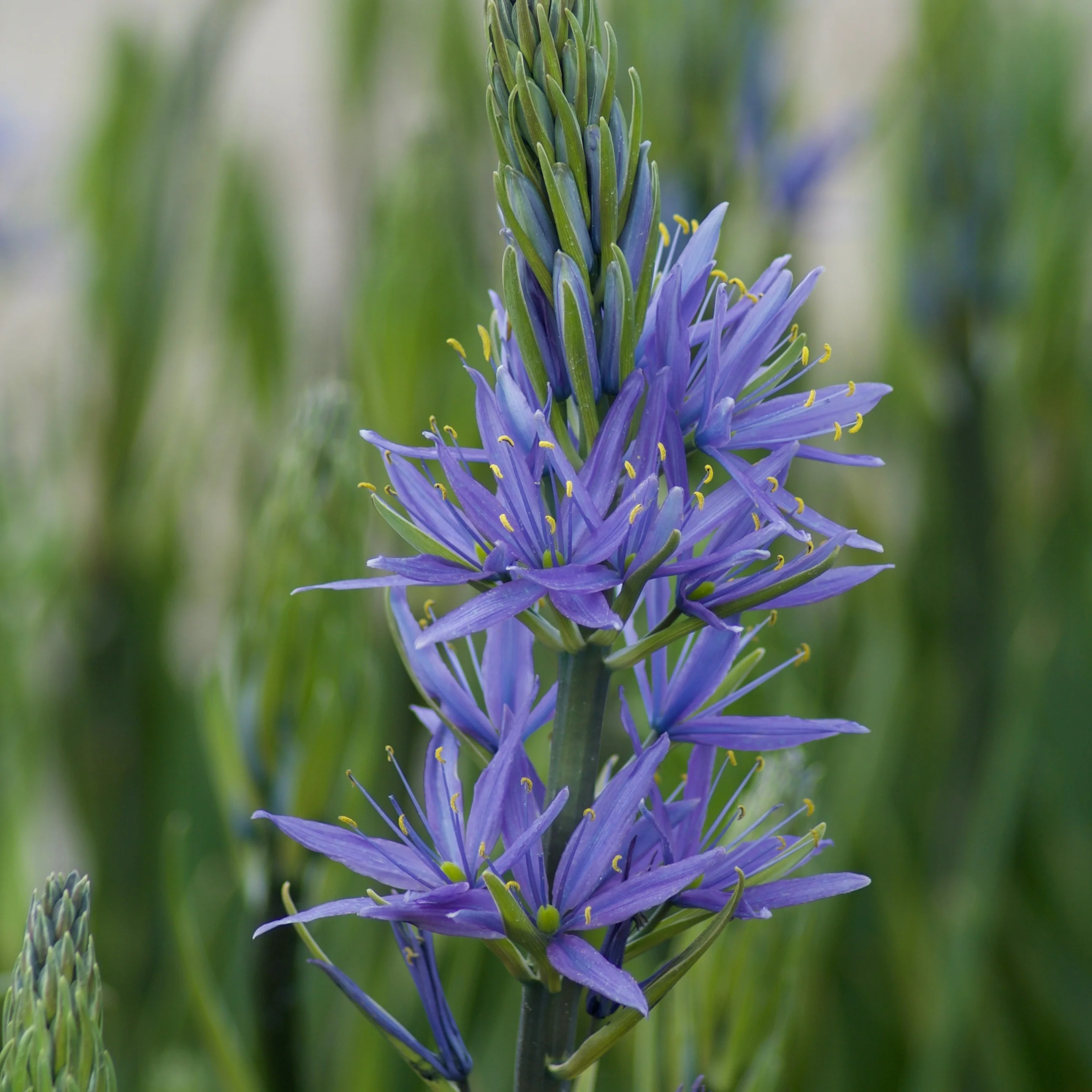 Blauwe Leichtlins camassia's