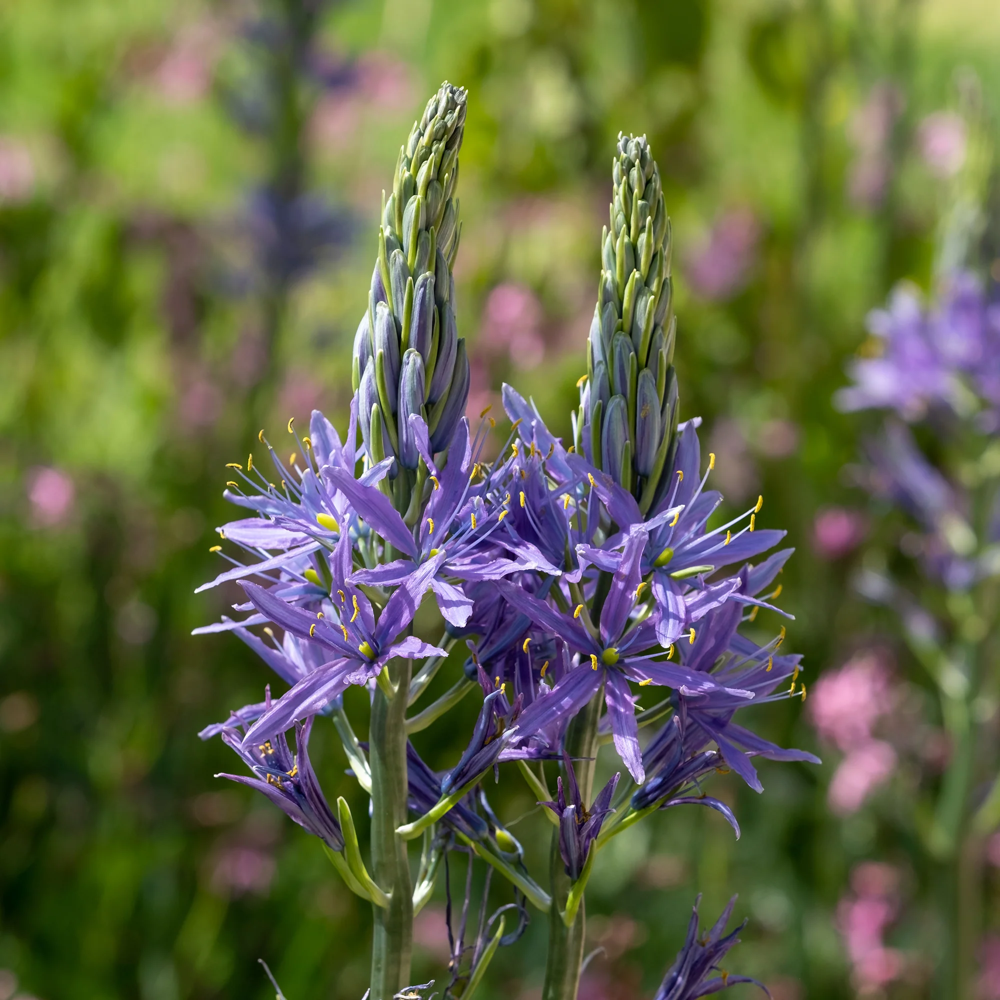 Blauwe Leichtlins camassia's - Image 2