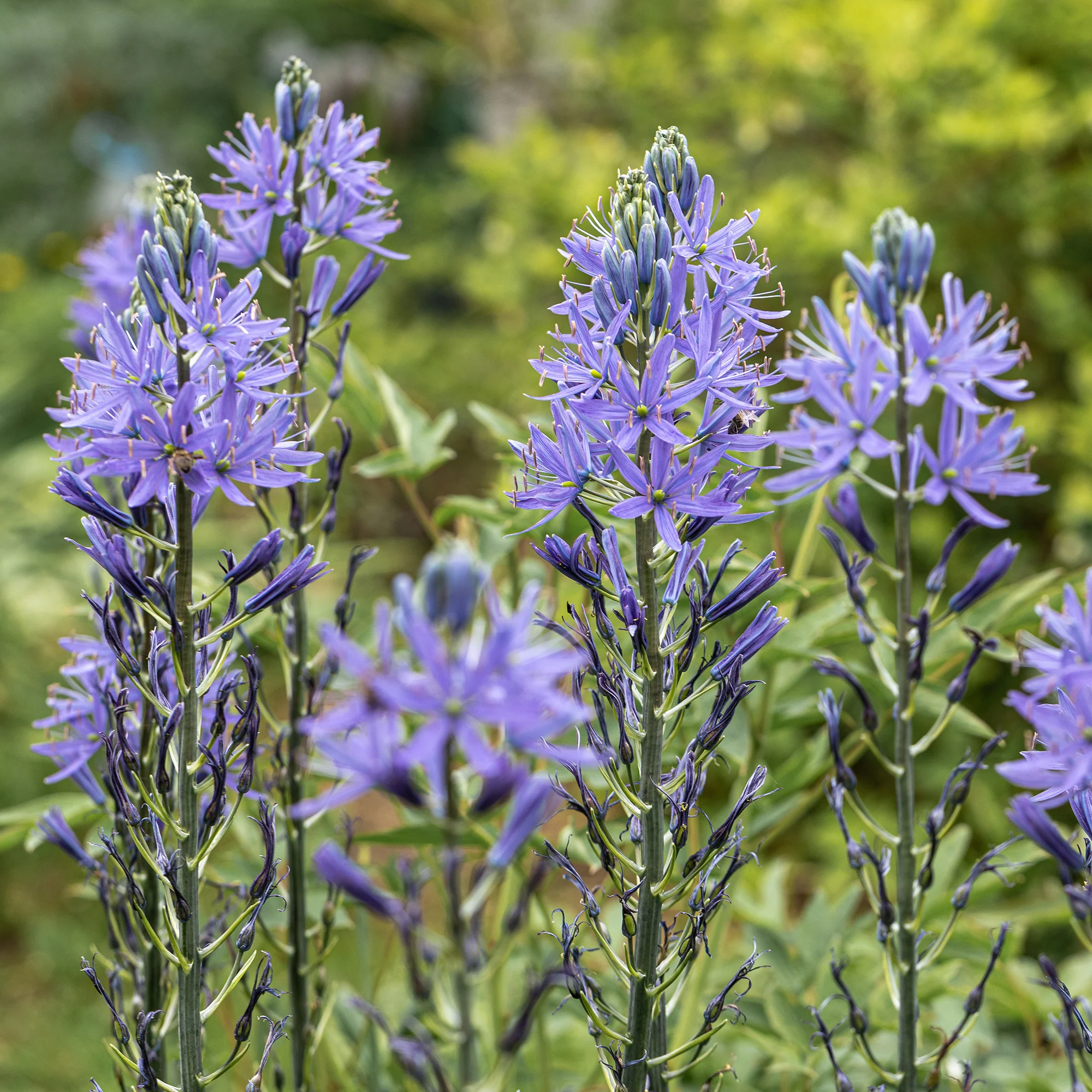 Blauwe Leichtlins camassia's - Image 3