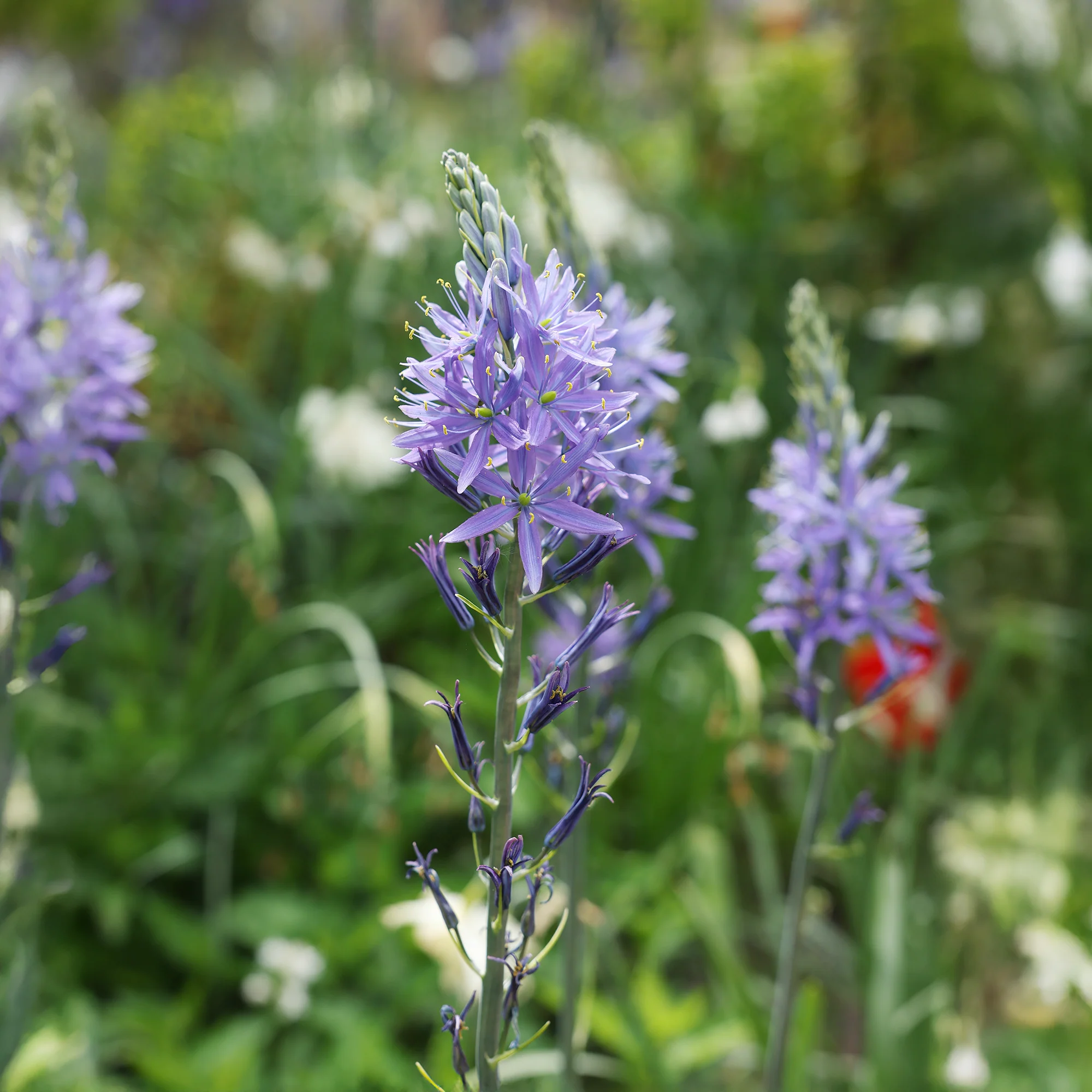 Blauwe Leichtlins camassia's - Image 4