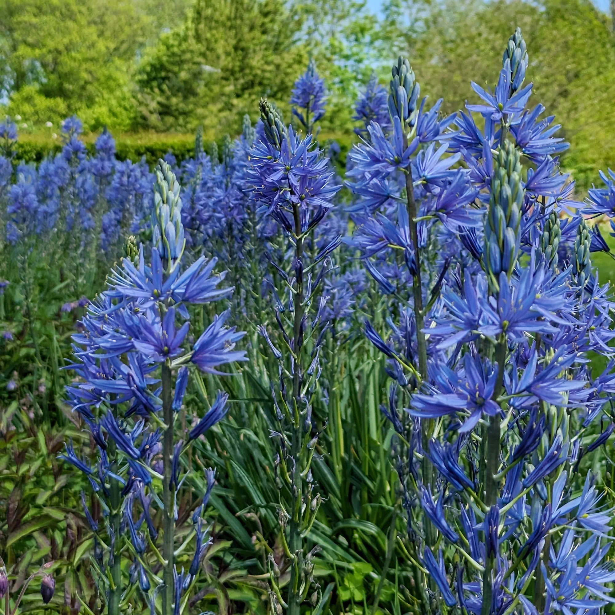 Blauwe Leichtlins camassia's - Image 5