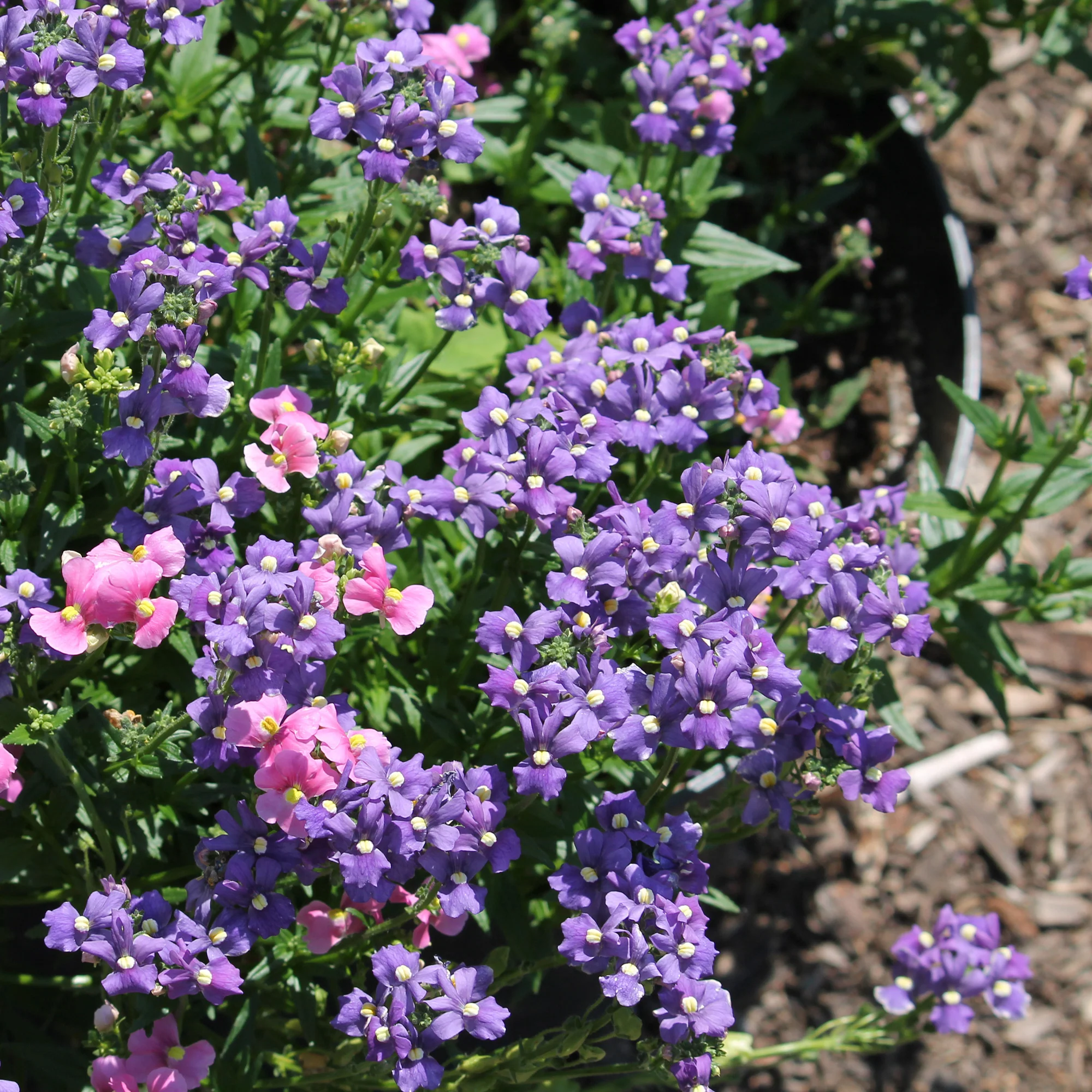 Blauwe Nemesia - Image 3