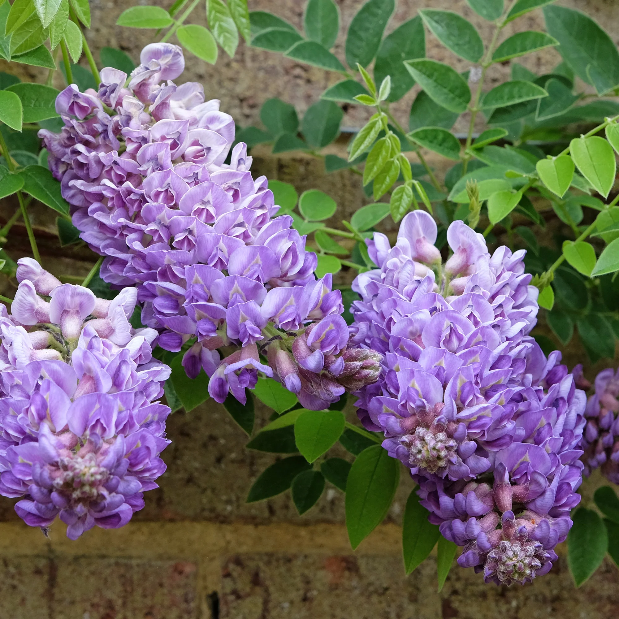 Blauwe regen 'Longwood Purple ' - Image 2