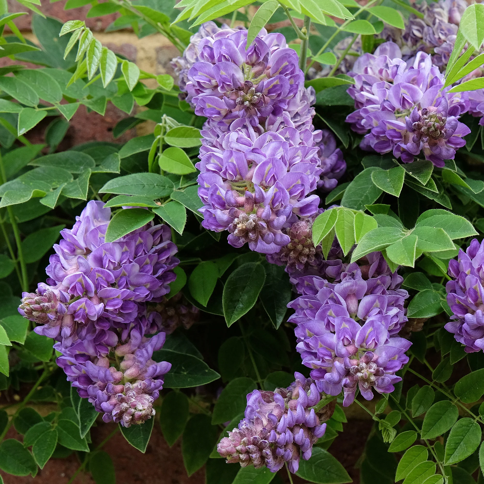 Blauwe regen 'Longwood Purple ' - Image 3