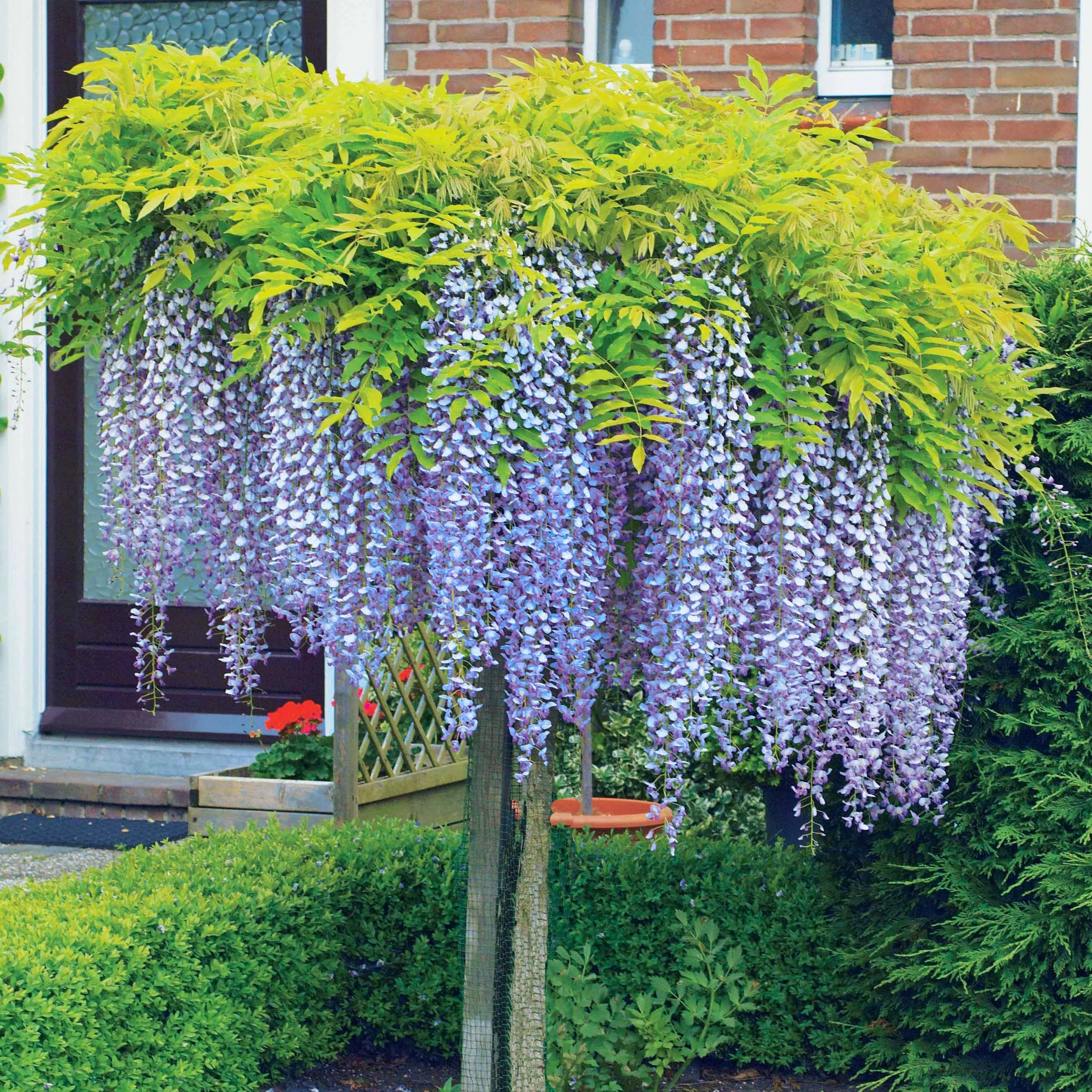 Blauwe regen - op stam - Image 3