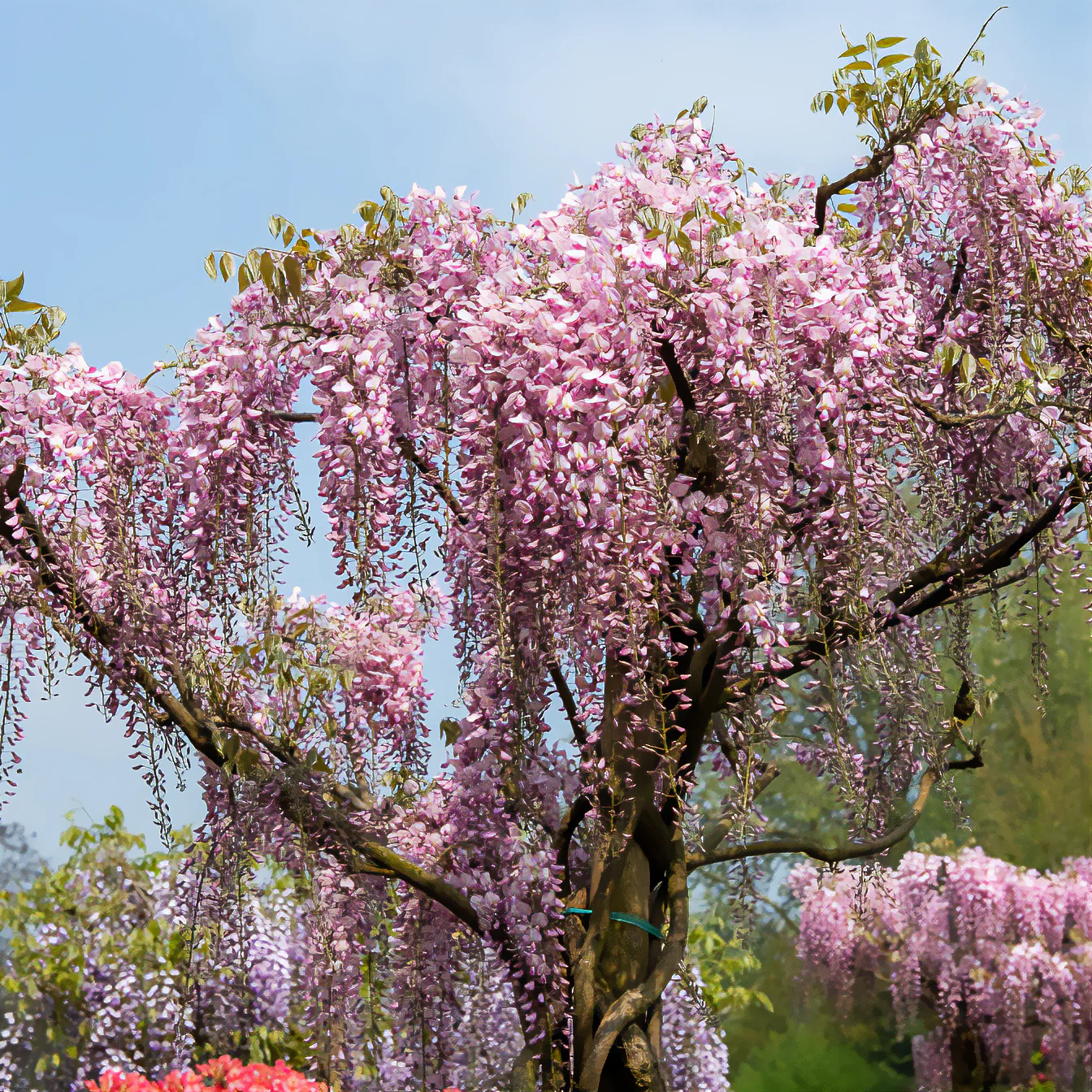 Blauwe regen Roze - Image 3