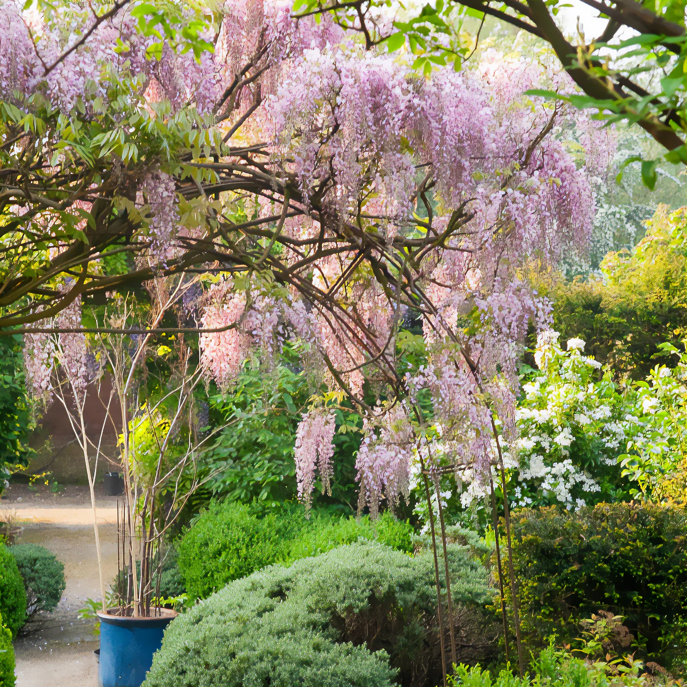Blauwe regen Roze - Image 4