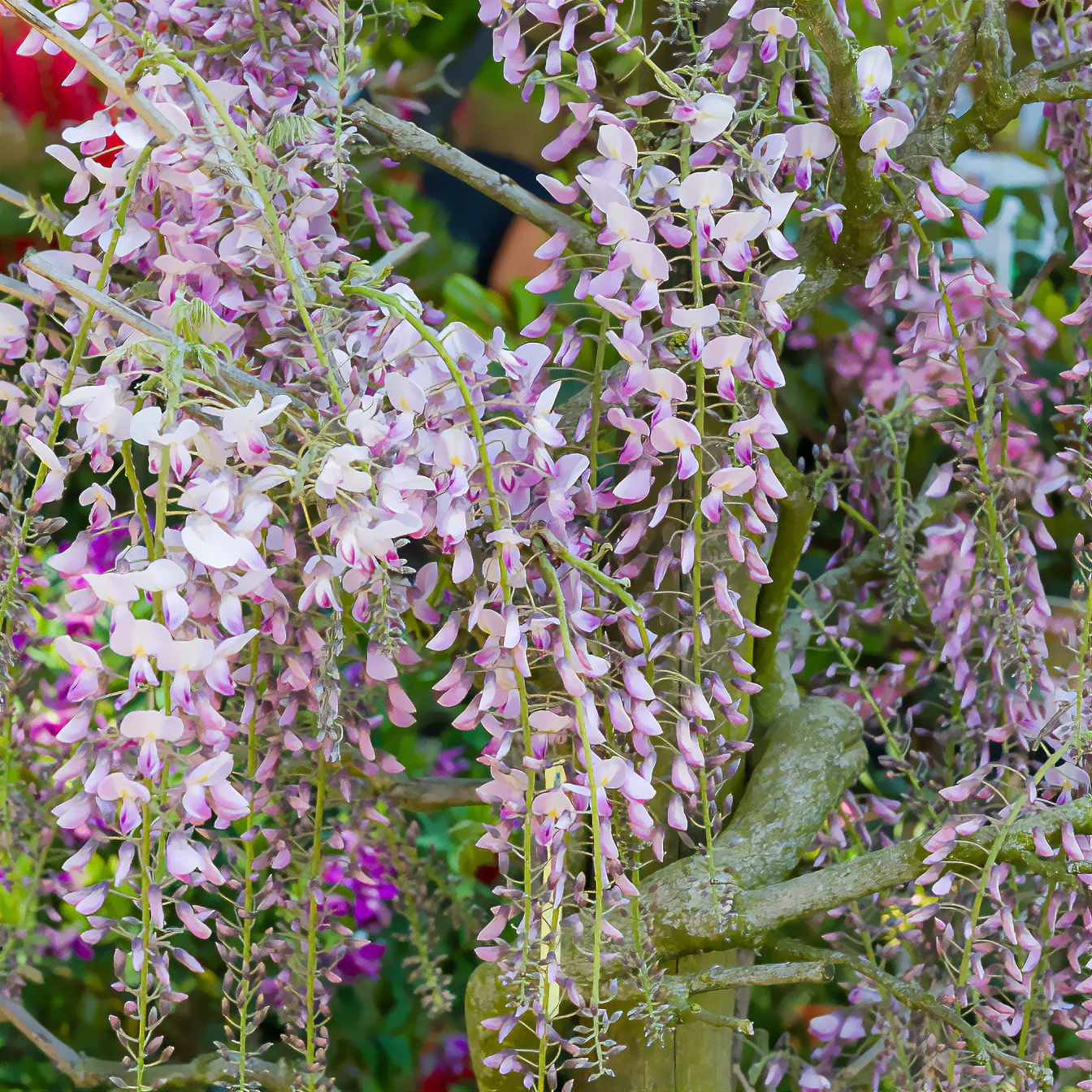Blauwe regen Roze - Image 5