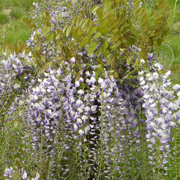 Blauwe regen Wisteria 'Caroline' - Image 3