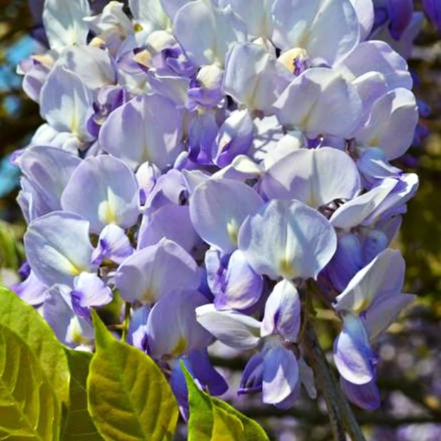 Blauwe regen Wisteria 'Caroline' - Image 4