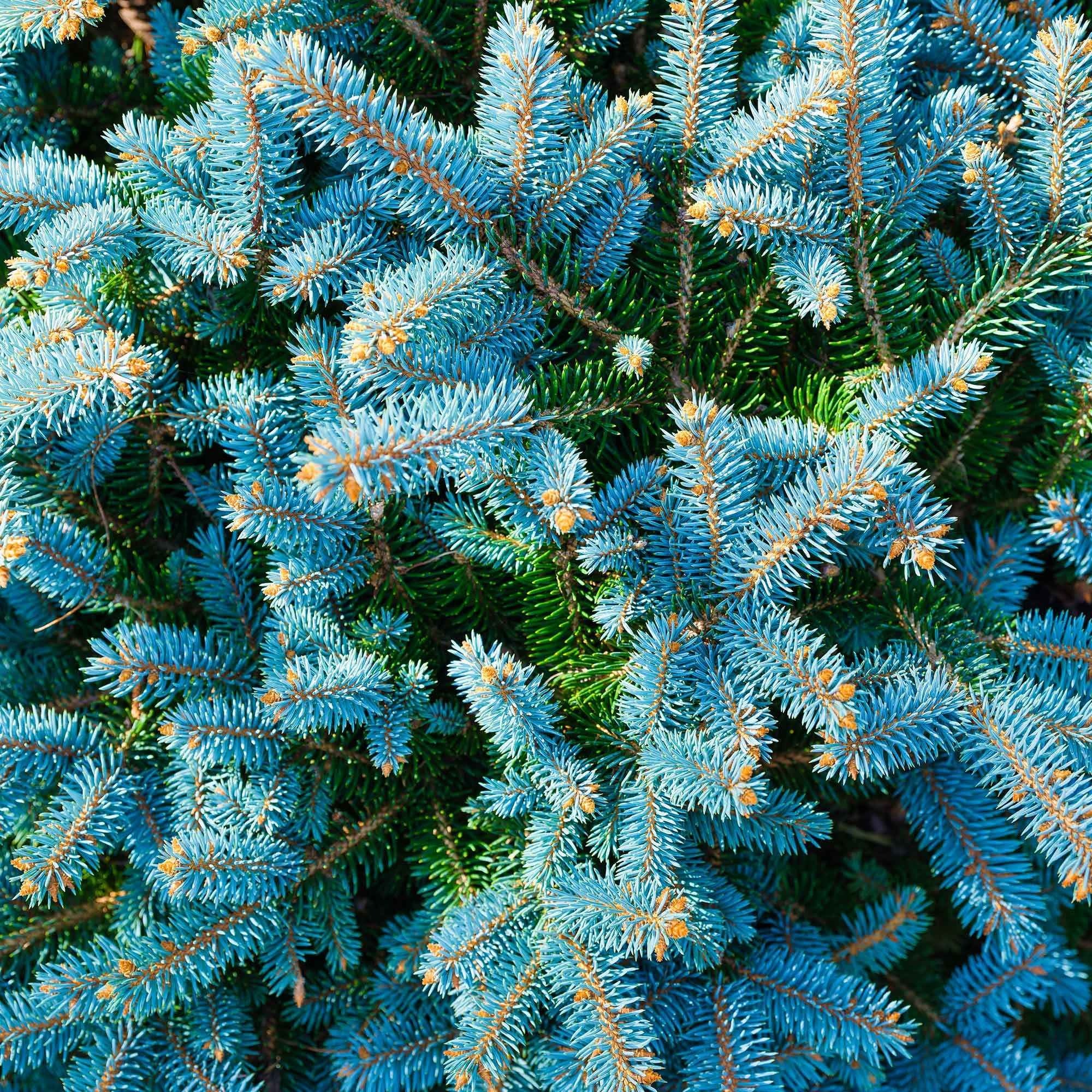 Blauwe spar 'Willemse selectie' - Image 5