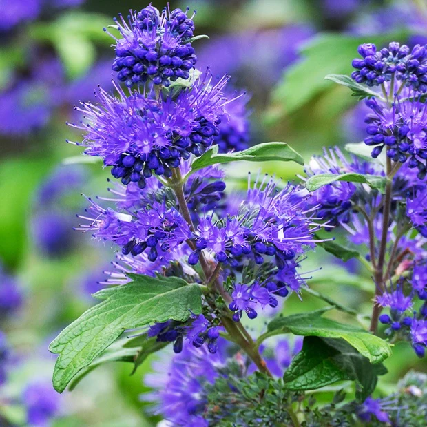 Blauwe spirea 'Blauer Spatz'