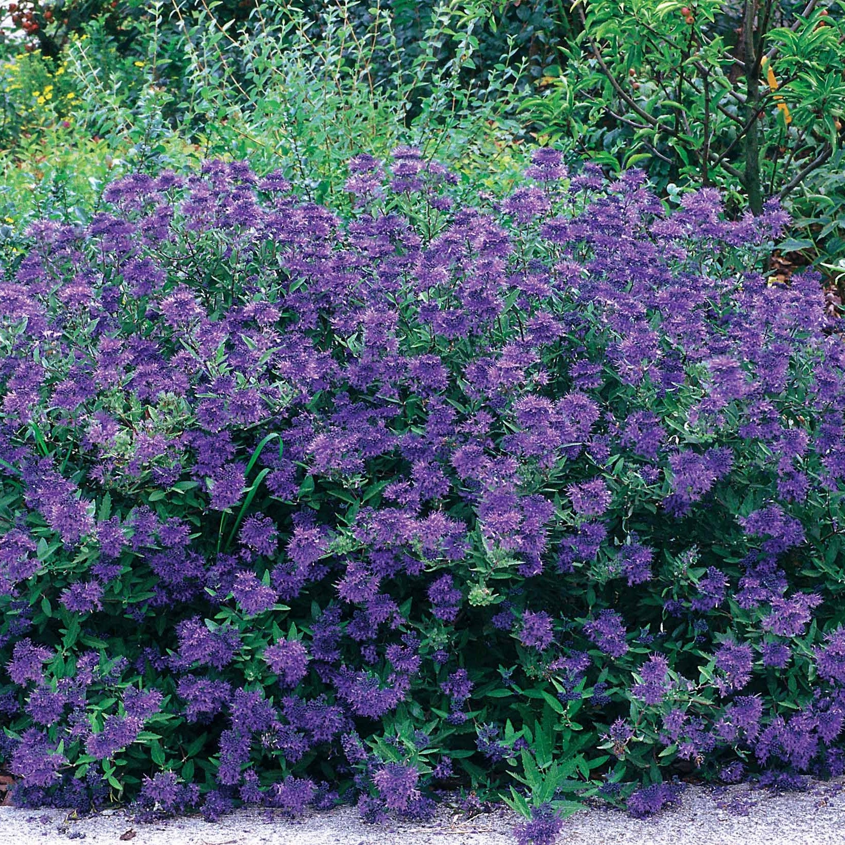 Blauwe spirea 'Blauer Spatz' - Image 2