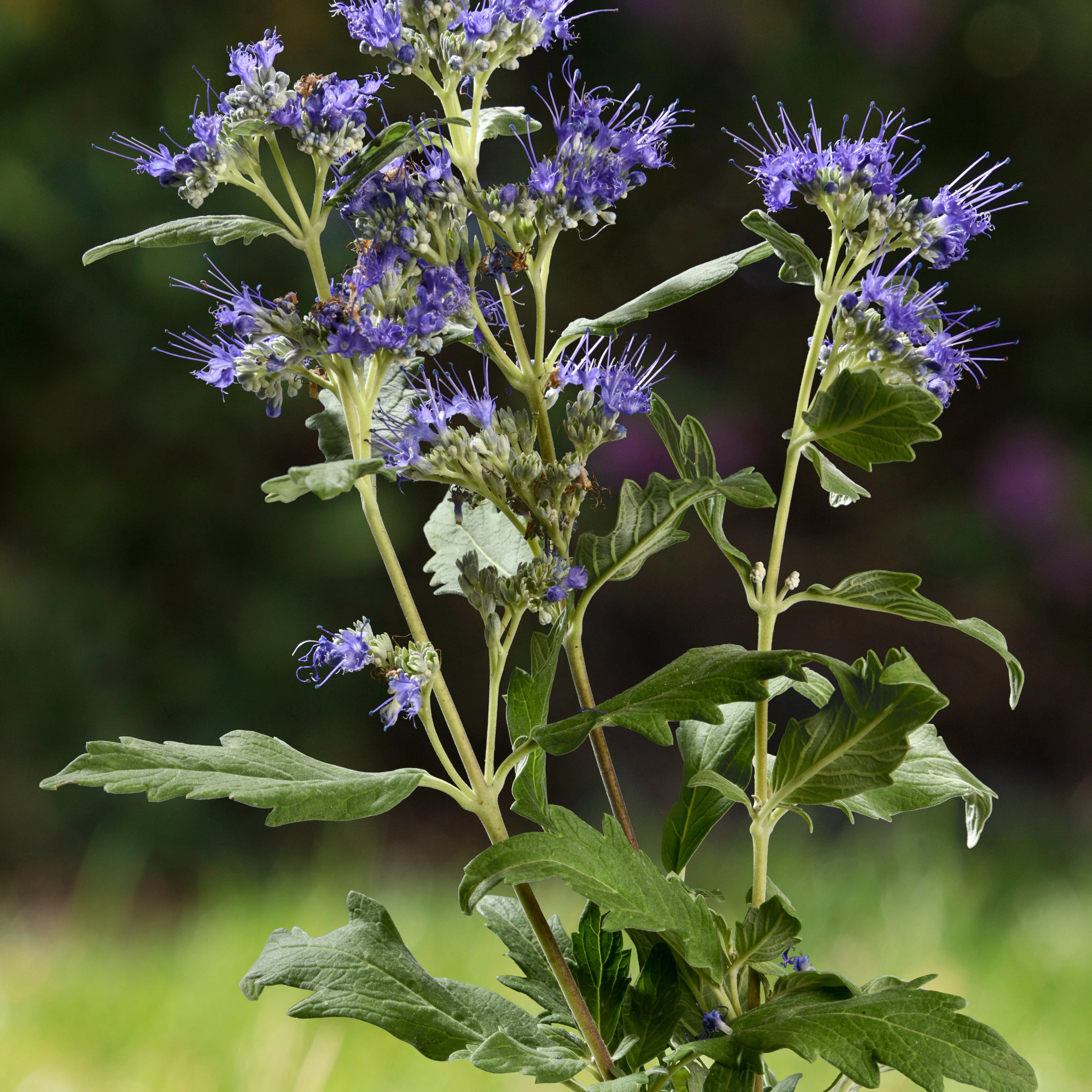 Blauwe spirea 'Good as Gold'